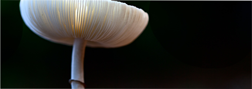 MODULE ONE: Meet The Mushroom